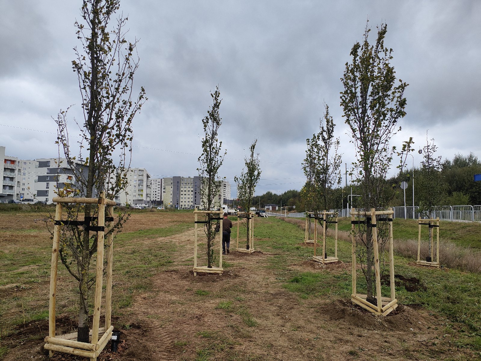 zdjęcie z nasadzień nowych drzew przy ul. Bydgoskiej w Rzeszowie, fot. Grzegorz Bukała, Urząd Miasta Rzeszowa